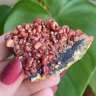 Vanadinite Cluster from Morocco from Curious Muse Crystals Tagged with bright red crystal, creativity key, genuine crystal, hide-notify-btn, Moroccan Vanadinite, red, red crystal, red hexagon crystal, red Vanadinite, sacral chakra, shadow work, vanadinite cluster