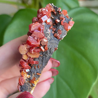 Vanadinite Cluster from Morocco from Curious Muse Crystals Tagged with bright red crystal, creativity key, genuine crystal, hide-notify-btn, Moroccan Vanadinite, red, red crystal, red hexagon crystal, red Vanadinite, sacral chakra, shadow work, vanadinite cluster