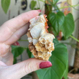 Vanadinite on Barite Cluster from Morocco from Curious Muse Crystals Tagged with bright red crystal, creativity key, genuine crystal, hide-notify-btn, Moroccan Vanadinite, red, red crystal, red hexagon crystal, red Vanadinite, sacral chakra, shadow work, vanadinite cluster