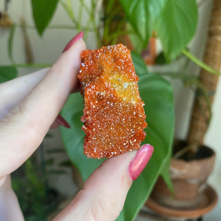 Vanadinite Cluster from Morocco from Curious Muse Crystals Tagged with bright red crystal, creativity key, genuine crystal, hide-notify-btn, Moroccan Vanadinite, red, red crystal, red hexagon crystal, red Vanadinite, sacral chakra, shadow work, vanadinite cluster