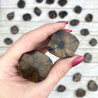 Chiastolite Polished Slice | Star Cross Crystal from Curious Muse Crystals Tagged with brown, Chiastolite star, cross star crystal, Polished Chiastolite, tumbled stone
