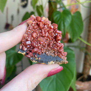 Vanadinite Cluster from Morocco from Curious Muse Crystals Tagged with bright red crystal, creativity key, genuine crystal, hide-notify-btn, Moroccan Vanadinite, red, red crystal, red hexagon crystal, red Vanadinite, sacral chakra, shadow work, vanadinite cluster