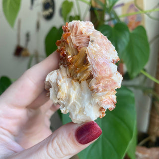 Vanadinite on Barite Cluster from Morocco from Curious Muse Crystals Tagged with bright red crystal, creativity key, genuine crystal, hide-notify-btn, Moroccan Vanadinite, red, red crystal, red hexagon crystal, red Vanadinite, sacral chakra, shadow work, vanadinite cluster