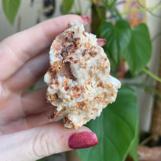 Vanadinite on Barite Cluster from Morocco from Curious Muse Crystals Tagged with bright red crystal, creativity key, genuine crystal, hide-notify-btn, Moroccan Vanadinite, red, red crystal, red hexagon crystal, red Vanadinite, sacral chakra, shadow work, vanadinite cluster