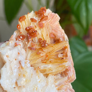 Vanadinite on Barite Cluster from Morocco from Curious Muse Crystals Tagged with bright red crystal, creativity key, genuine crystal, hide-notify-btn, Moroccan Vanadinite, red, red crystal, red hexagon crystal, red Vanadinite, sacral chakra, shadow work, vanadinite cluster