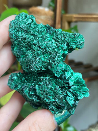 Velvet Malachite Cluster | Fibrous Green Copper Based Crystal from Curious Muse Crystals Tagged with Copper Stone, Crystal Healing, Dark Green Stone, Genuine Crystal, green, Hearth Chakra, hide-notify-btn, Malachite, Manifestation, Mineral Collection, Natural Mineral, Prosperity Wealth, Raw Mineral, Reiki Healing