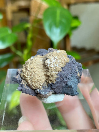 Olmiite on Manganite - Collector Mineral from N'Chwaning Mine, South Africa from Curious Muse Crystals for 49. Tagged with black, calcium manganese, Collector mineral, hide-notify-btn, High grade crystal, kalahari fields, newfound mineral, Olmiite mineral, poldervaarite, Rare mineral, Small collectible, south africa mineral