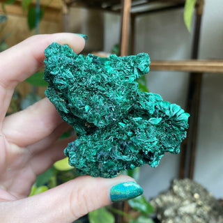 Velvet Malachite Cluster | Fibrous Green Copper Based Crystal from Curious Muse Crystals Tagged with Copper Stone, Crystal Healing, Dark Green Stone, Genuine Crystal, green, Hearth Chakra, hide-notify-btn, Malachite, Manifestation, Mineral Collection, Natural Mineral, Prosperity Wealth, Raw Mineral, Reiki Healing