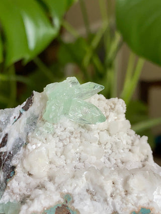 Green Fluorapophyllite Glassy Sharp Terminations | Old Stock 1980’s from Curious Muse Crystals for 145. Tagged with clear, Crystal healing, genuine crystal, green, hide-notify-btn, natural mineral, raw mineral, reiki crystal