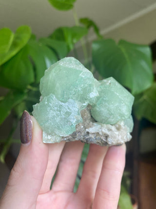 Green Fluorapophyllite Cubic Terminations on Stilbite | Old Stock 1980’s from Curious Muse Crystals Tagged with clear, Crystal healing, genuine crystal, green, hide-notify-btn, natural mineral, raw mineral, reiki crystal