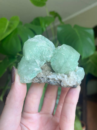 Green Fluorapophyllite Cubic Terminations on Stilbite | Old Stock 1980’s from Curious Muse Crystals for 88. Tagged with clear, Crystal healing, genuine crystal, green, hide-notify-btn, natural mineral, raw mineral, reiki crystal