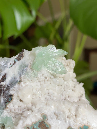 Green Fluorapophyllite Glassy Sharp Terminations | Old Stock 1980’s from Curious Muse Crystals Tagged with clear, Crystal healing, genuine crystal, green, hide-notify-btn, natural mineral, raw mineral, reiki crystal