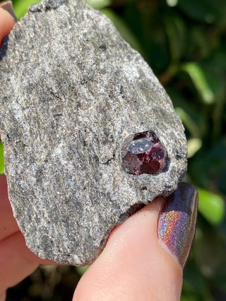 Alaskan Garnets in Mica Schist | Small | 2 Garnets from Curious Muse Crystals Tagged with alaska, garnet, kundalini, loyalty, mica, mica schist, natural garnet, protection, raw mineral, red, red garnet, willpower