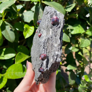 Alaskan Garnets in Mica Schist | Large Sheet from Curious Muse Crystals for 84. Tagged with alaska, garnet, kundalini, loyalty, mica, mica schist, natural garnet, protection, raw mineral, red garnet, willpower