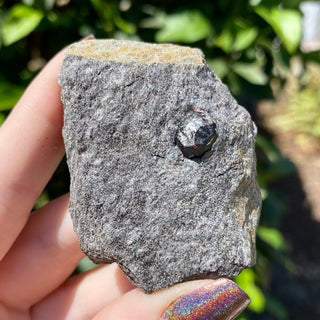 Alaskan Garnets in Mica Schist | Small | 3 Garnets from Curious Muse Crystals Tagged with alaska, garnet, kundalini, loyalty, mica, mica schist, natural garnet, protection, raw mineral, red, red garnet, willpower