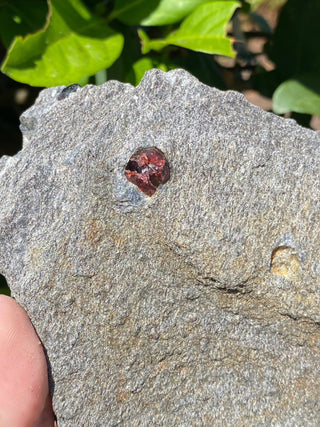 Alaskan Garnets in Mica Schist | Large Sheet from Curious Muse Crystals for 84. Tagged with alaska, garnet, kundalini, loyalty, mica, mica schist, natural garnet, protection, raw mineral, red, red garnet, willpower