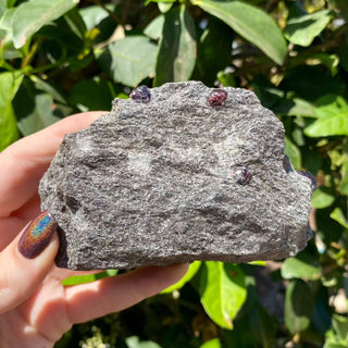 Alaskan Garnets in Mica Schist | Medium Standing from Curious Muse Crystals Tagged with alaska, garnet, kundalini, loyalty, mica, mica schist, natural garnet, protection, raw mineral, red, red garnet, willpower