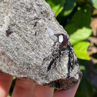 Alaskan Garnets in Mica Schist | Medium Standing from Curious Muse Crystals Tagged with alaska, garnet, kundalini, loyalty, mica, mica schist, natural garnet, protection, raw mineral, red, red garnet, willpower