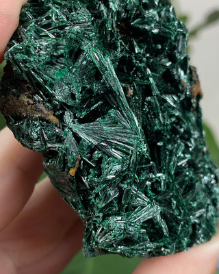 Malachite Fibrous Cluster - Manifestation and Prosperity from Curious Muse Crystals for 44.00. Tagged with Crown crystal, freeform, hide-notify-btn, high grade lapis, Intuition guidance, lapis, Lapis lazuli, pyrite flakes, slab, slice, Third eye stone, ultramarine