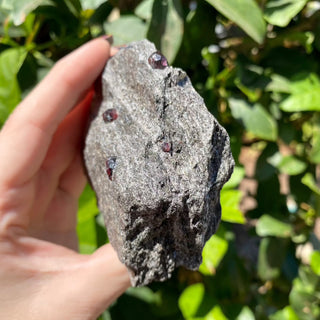 Alaskan Garnets in Mica Schist | Medium Standing from Curious Muse Crystals Tagged with alaska, garnet, kundalini, loyalty, mica, mica schist, natural garnet, protection, raw mineral, red, red garnet, willpower