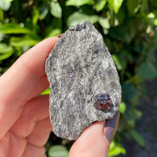 Alaskan Garnets in Mica Schist | Small | 2 Garnets from Curious Muse Crystals Tagged with alaska, garnet, kundalini, loyalty, mica, mica schist, natural garnet, protection, raw mineral, red, red garnet, willpower