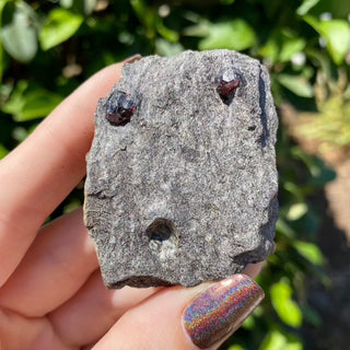 Alaskan Garnets in Mica Schist | Small | 3 Garnets from Curious Muse Crystals Tagged with alaska, garnet, kundalini, loyalty, mica, mica schist, natural garnet, protection, raw mineral, red, red garnet, willpower