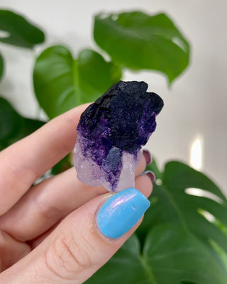 Múzquiz Fluorite from Esperanza, Mexico from Curious Muse Crystals for 22.00. Tagged with fluorescence, fluorite, hide-notify-btn, mexico, muzquiz fluorite, purple, raw crystal, uv reactive