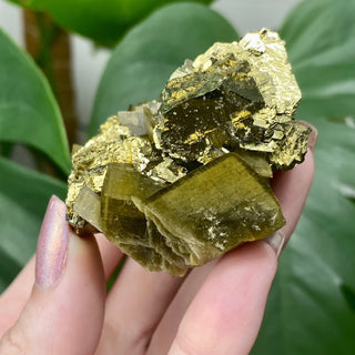 Siderite with Chalcopyrite from Kaiwu Mine, China from Curious Muse Crystals Tagged with brown, chalcopyrite, hide-notify-btn, raw mineral, siderite, yellow
