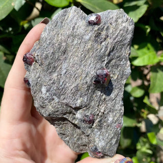 Alaskan Garnets in Mica Schist | Medium Sheet from Curious Muse Crystals Tagged with alaska, garnet, kundalini, loyalty, mica, mica schist, natural garnet, protection, raw mineral, red, red garnet, willpower