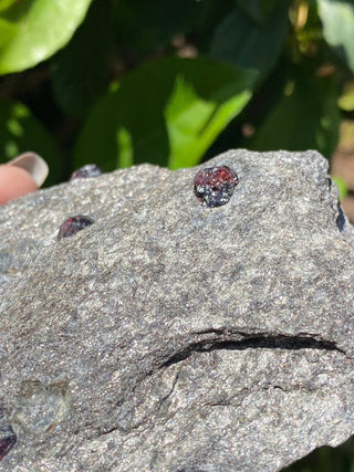 Alaskan Garnets in Mica Schist | Medium Standing from Curious Muse Crystals Tagged with alaska, garnet, kundalini, loyalty, mica, mica schist, natural garnet, protection, raw mineral, red, red garnet, willpower