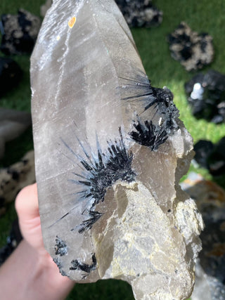 Quartz with Tourmaline from Madagascar - High Grade Collector Mineral from Curious Muse Crystals Tagged with black, clear, clear quartz, crystal energy, fine mineral, hide-notify-btn, inclusion quartz, Madagascar, quartz, reiki healing, tourmaline