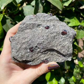 Alaskan Garnets in Mica Schist | Medium Standing from Curious Muse Crystals Tagged with alaska, garnet, kundalini, loyalty, mica, mica schist, natural garnet, protection, raw mineral, red, red garnet, willpower