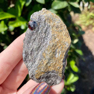 Alaskan Garnets in Mica Schist | Small | 2 Garnets from Curious Muse Crystals Tagged with alaska, garnet, kundalini, loyalty, mica, mica schist, natural garnet, protection, raw mineral, red, red garnet, willpower