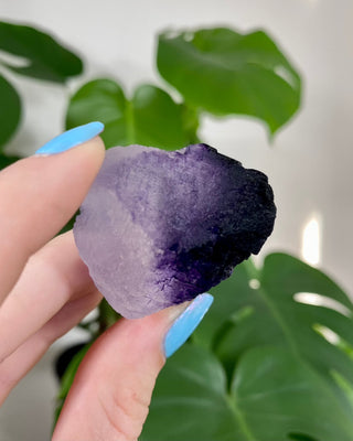 Múzquiz Fluorite from Esperanza, Mexico from Curious Muse Crystals Tagged with fluorescence, fluorite, hide-notify-btn, mexico, muzquiz fluorite, purple, raw crystal, uv reactive