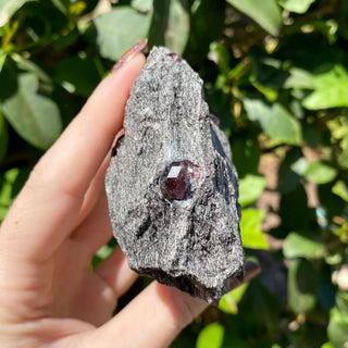 Alaskan Garnets in Mica Schist | Medium Standing from Curious Muse Crystals Tagged with alaska, garnet, kundalini, loyalty, mica, mica schist, natural garnet, protection, raw mineral, red, red garnet, willpower